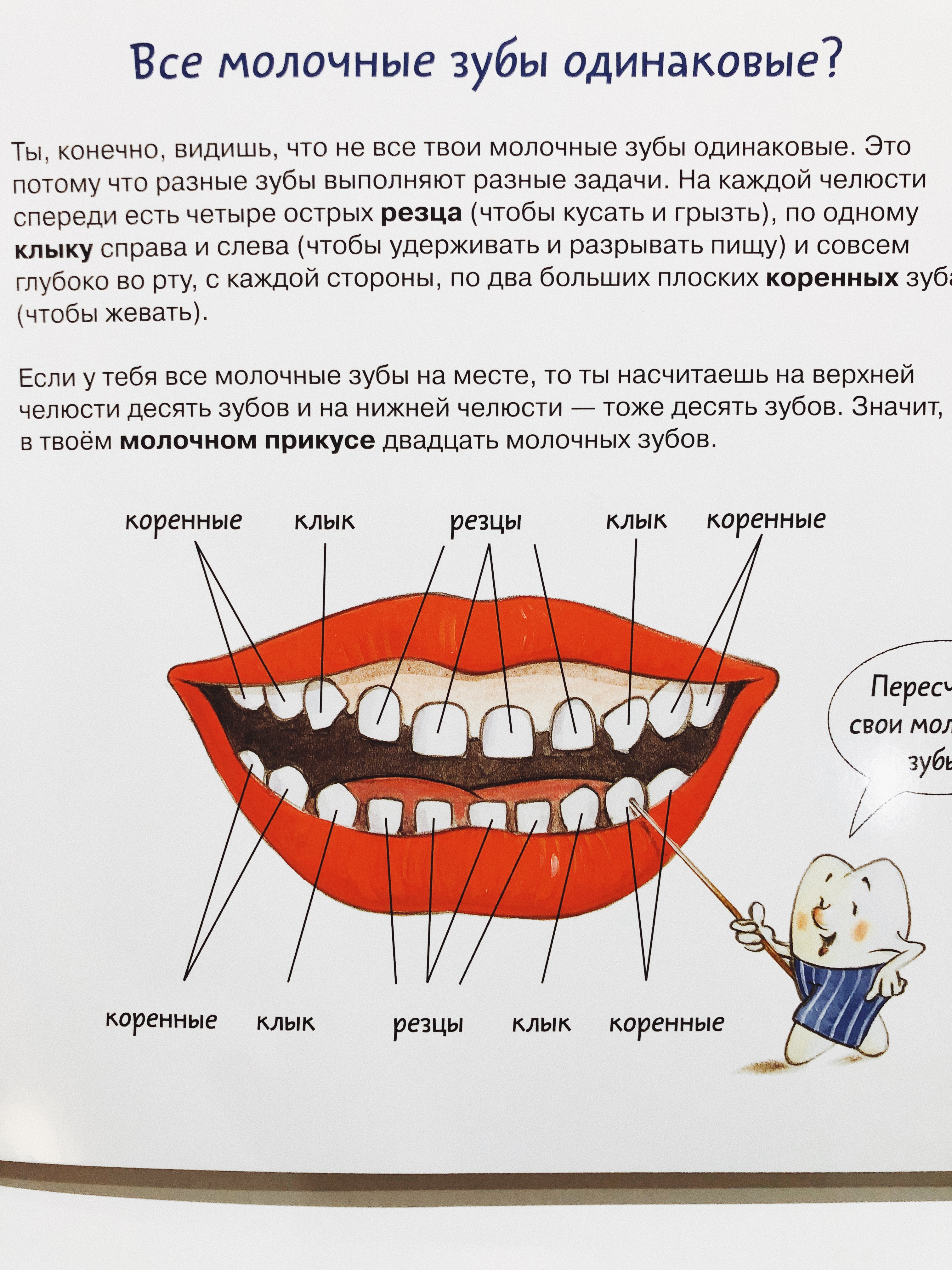 Как отличить молочный зуб. Все зубы. Книги про зубы для детей. Как понять какой зуб молочный.