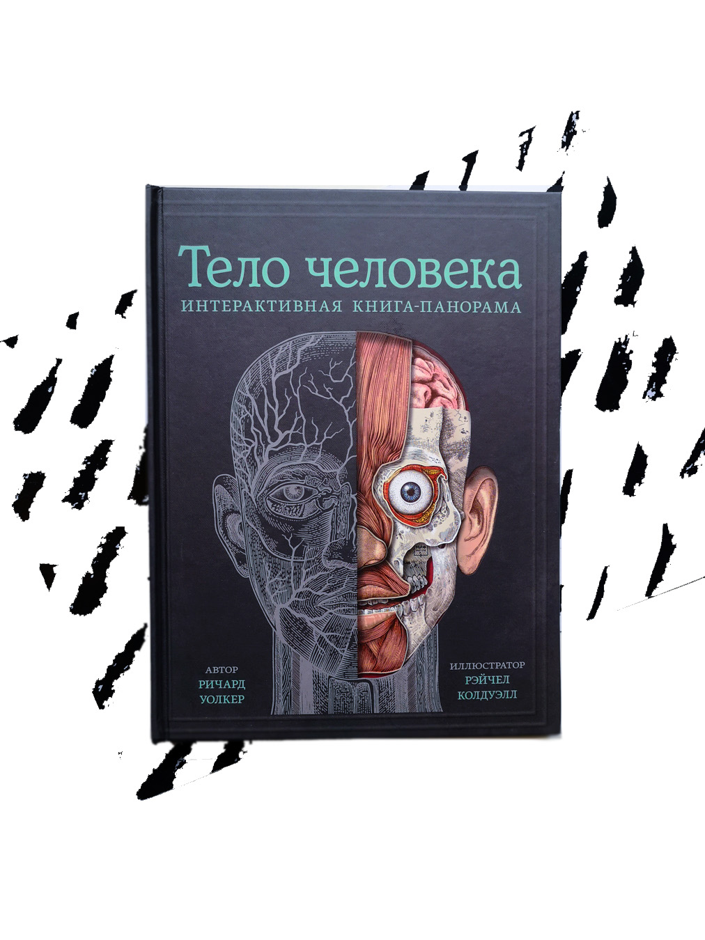 Тело человека. Интерактивная книга-панорама - Vilki Books